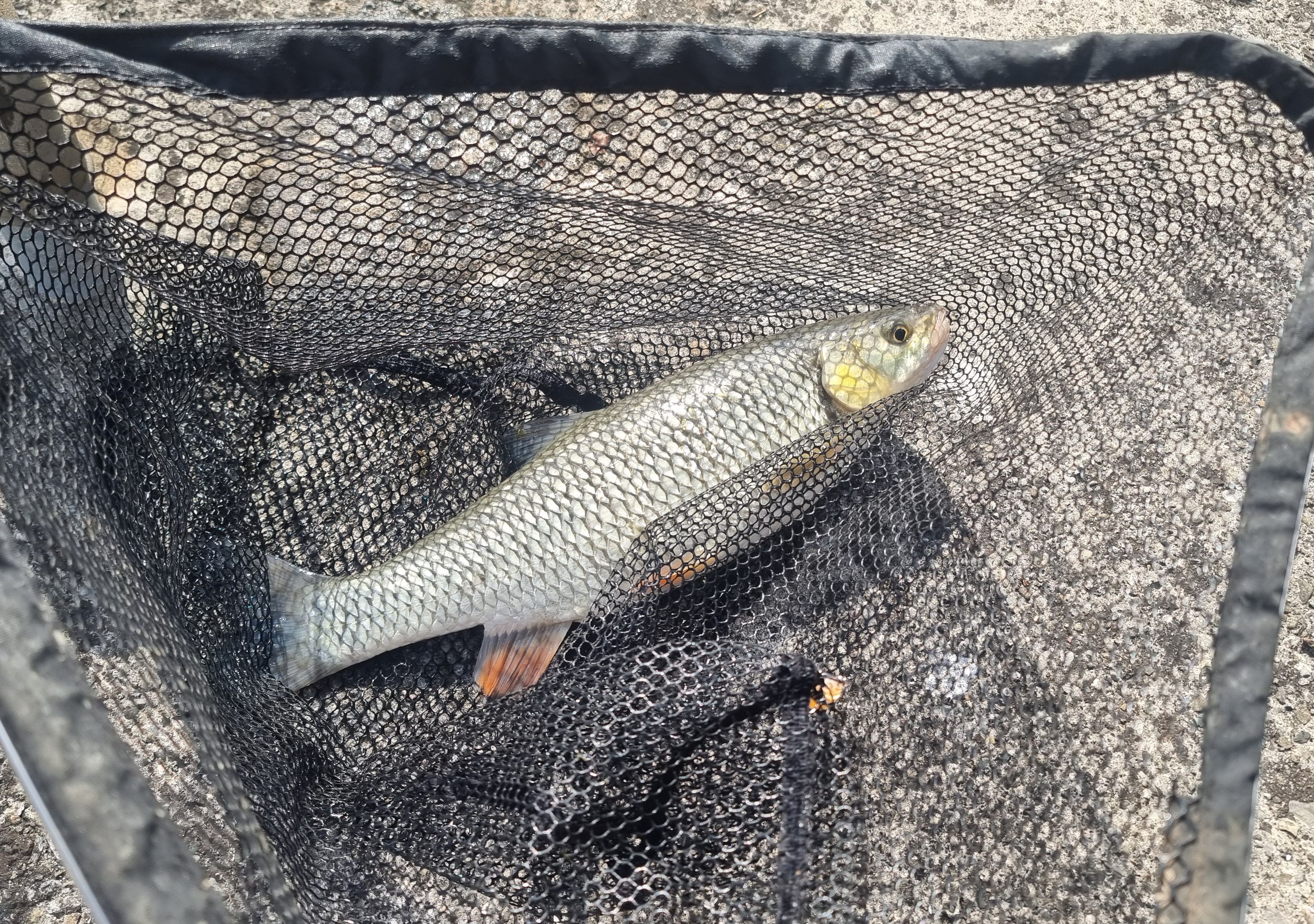 Liam holding the 43 cm chub catch