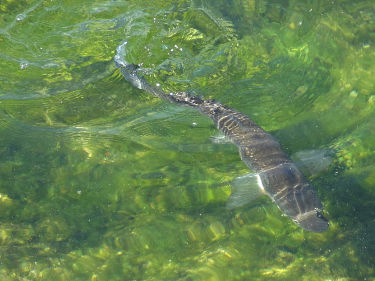Second exact fishing location on Lake Zug